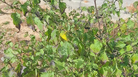 Green tomato plant in the garden. Tomato plants in the garden.の写真素材