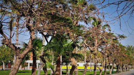 palm trees in the city park on a sunny day, beautiful photo digital pictureの写真素材