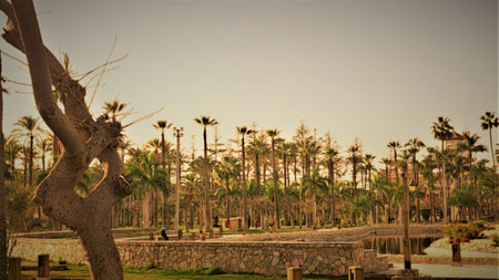Egypt, Sharm el Sheikh, Luxor. Panoramic view of palm trees in the park.の写真素材