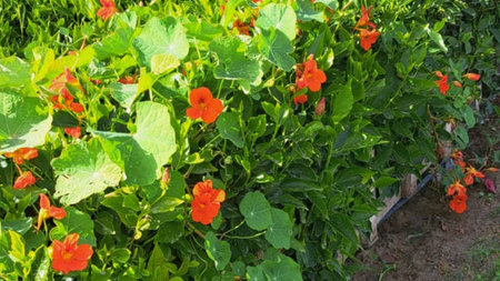 Red flowers of nasturtium on a flower bed in summerの写真素材