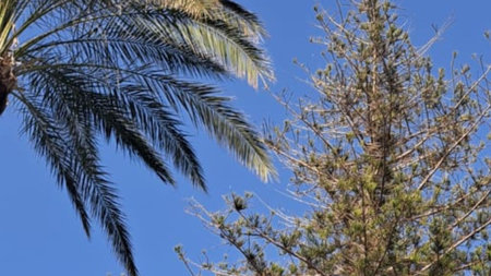 palm tree on a background of the blue sky, nature series