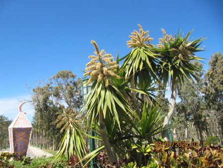 Tropical palm trees in the park, closeup of photoの写真素材