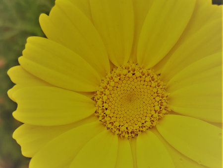 Close up of a yellow daisy flower with petals and pollenの写真素材
