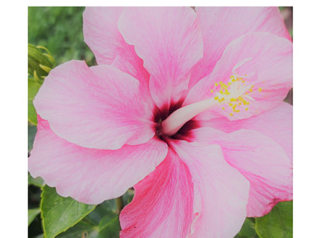 Pink hibiscus flower on green background with copy space.の写真素材