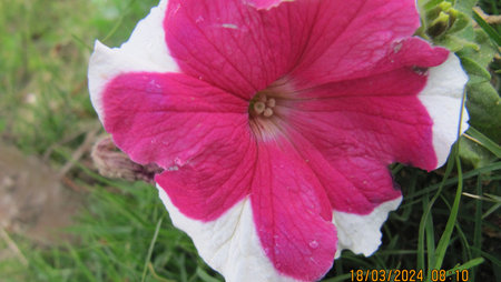 Pink petunia flower in the garden. Petunia is a genus of flowering plants in the family Rosaceae.の写真素材