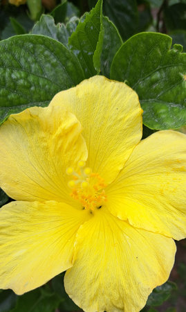 Yellow hibiscus flower in the garden, closeup of photoの写真素材