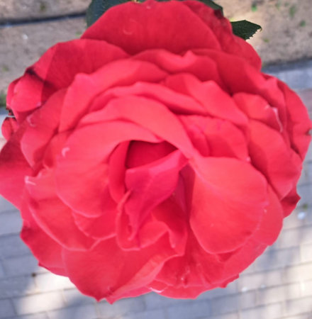 Red rose in the garden. Shallow depth of field. Selective focus.の写真素材