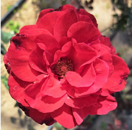 Red rose blooming in the garden, close-up macro photoの写真素材