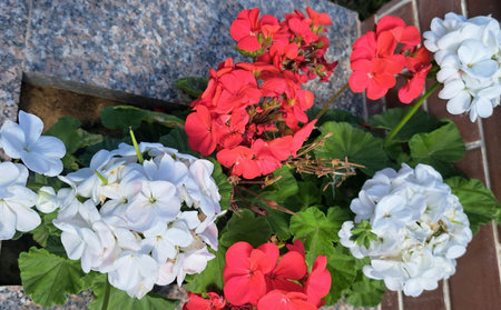 Geraniums in a flower pot on the terrace of the houseの写真素材