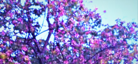 blurred background, nature, environment and ecology concept - close up of blooming treeの写真素材