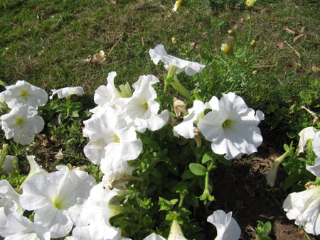 Petunia flowers in the garden. White petunia flowers in the garden.の写真素材