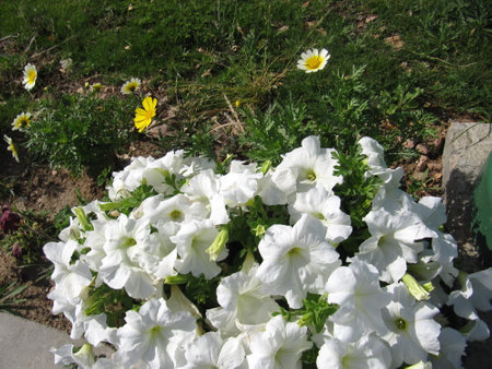 White petunias in a flowerbed on a sunny summer dayの写真素材