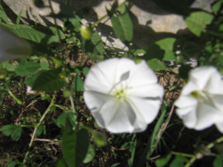 Morning glory flower, Convolvulus arvensis, in the gardenの写真素材