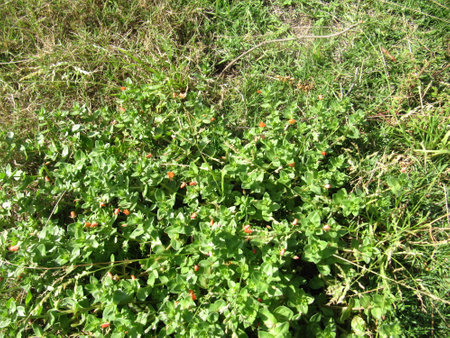 Green bush with red flowers in the garden on a sunny day.の写真素材