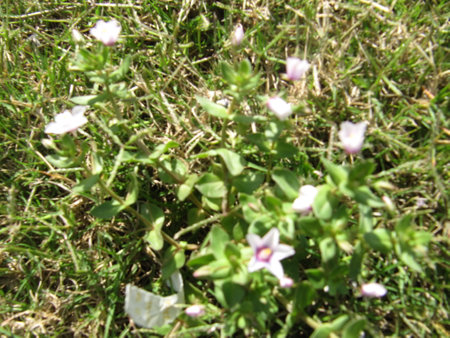 Flowers on the grass in the meadow in the spring.の写真素材
