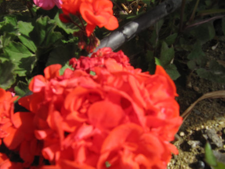 Flowers and plants in the garden, note shallow depth of fieldの写真素材