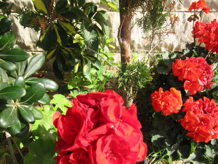 Flowerbed with red geraniums in front of a stone wallの写真素材