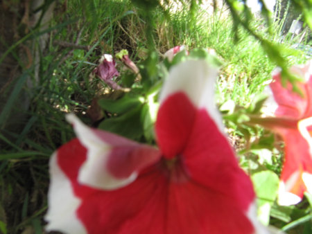 Red and white petunia flowers in the garden. Selective focus.の写真素材