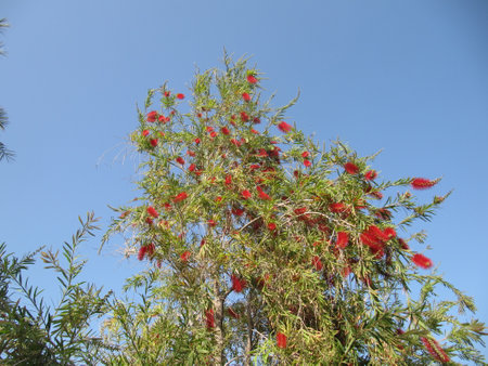 native Australian bottle brush tree with red flowers and blue sky in backgroundの写真素材