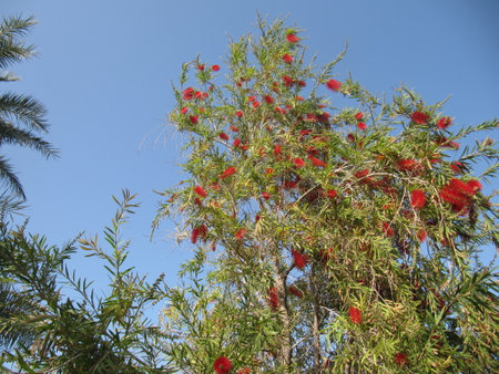 Red flowers of Callistemon on a tree against a blue skyの写真素材