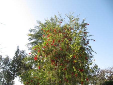 Flowering bush with red flowers on a background of blue skyの写真素材