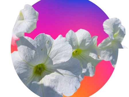 White petunia flowers on a background of blue and pink sky.の写真素材