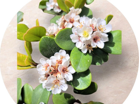 Flower collage with green leaves and white flowersle background