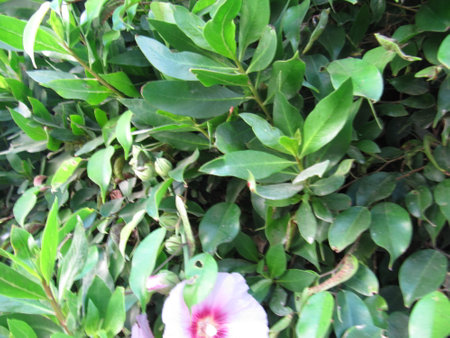 Pink hibiscus flower and green leaf in the garden.の写真素材