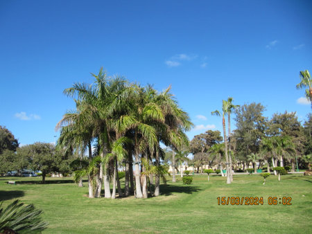 Palm trees in a parkの写真素材