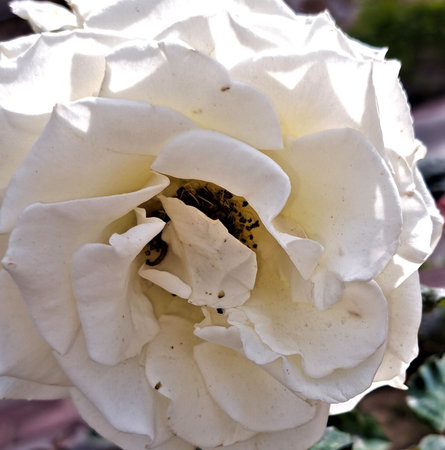 white cloves in the gardenの写真素材