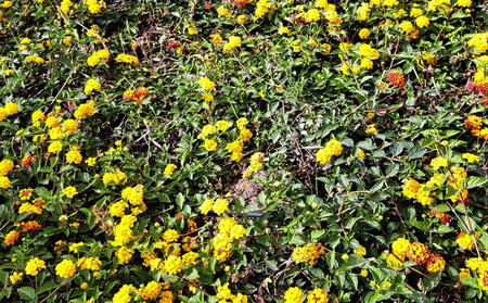 flower  grass carpet  in montazah gardenの写真素材