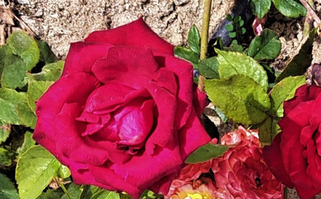 Beautiful red rose flower in the garden on a sunny day.の写真素材