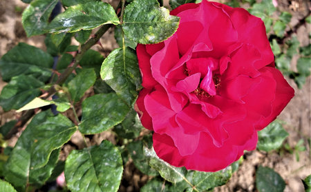 Red rose in the garden. Close-up of a red rose.の写真素材