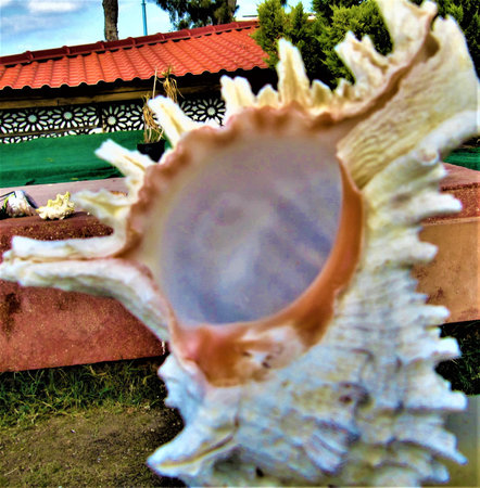 closeup of a seashell on a sunny day in the countryside