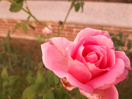 Pink rose in the garden, Roses are beautiful with a beautiful sunny day.の写真素材