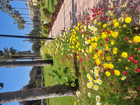 Colorful flowers in the garden on a sunny day. Cyprus.の写真素材