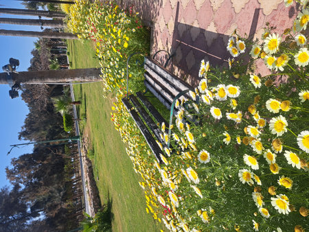 Flowers in the garden on a sunny day. Spring landscape.の写真素材