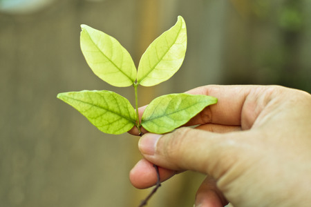 New green leaves on woman hand, care for new lifeの写真素材