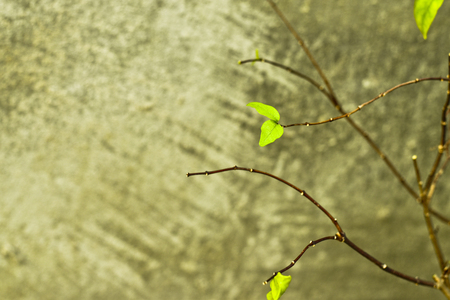 New green leaves growth instead old leaves falling and concrete background, new life, still lifeの写真素材