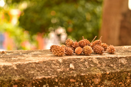 Dry pine seeds on concrete wall, dry pine cones