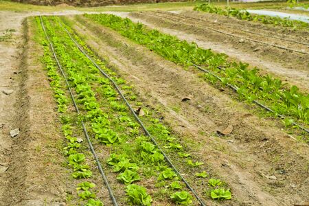 Butterhead Lettuce salad plantation, green organic vegetable leavesの写真素材