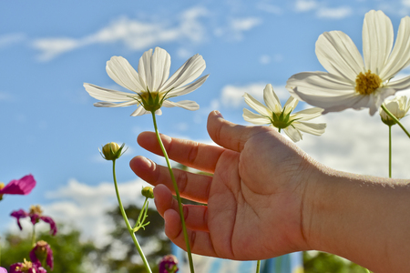 Woman hand touching beautiful white cosmos flower in a bright sky dayの写真素材