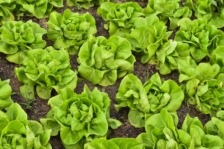 Butterhead Lettuce salad plantation, green organic vegetable leavesの写真素材