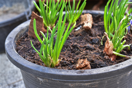 growing red shallot bulbs into a pot at home, sprouting green shallot, starting new life, concept idea.の写真素材