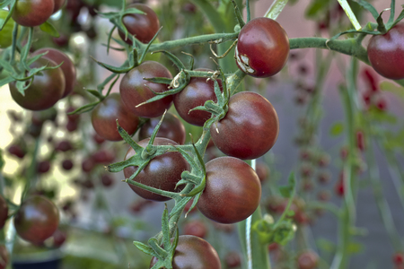 branch of fresh chocolate tomatoes, Solanum, lycopersicumの写真素材