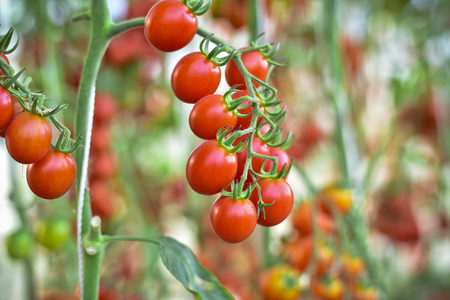 branch of fresh cherry tomatoes hanging on trees in organic farm, Solanum, lycopersicumの写真素材