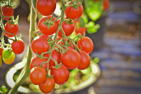 branch of fresh cherry tomatoes hanging on trees in organic farm, Solanum, lycopersicumの写真素材