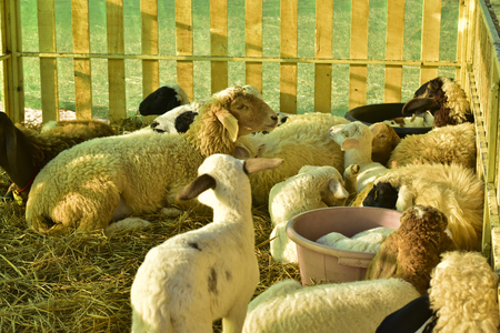 Sheep and lamb lying on straw in a stableの写真素材