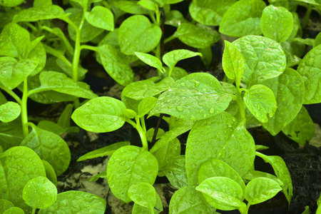 Fresh organic spinach leaves with droplets of water on the ground, Malabar spinach, basellaceleの写真素材
