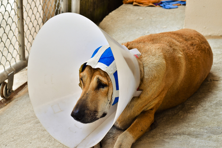 A sick dog with a protective collar and blue bandage is lying on concrete floor after ear surgery operationの写真素材